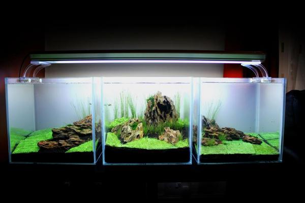 akwarium24 optiwite (5).jpg